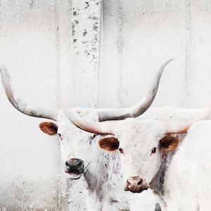 Double Trouble, Texas Longhorn Cow, Cow Print, Longhorn Cow,