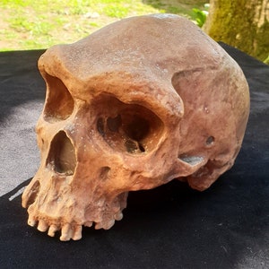 Skull HOMO RHODENSIS (Broken Hill) or Kabwe Man fossil man polyester resin replica of the famous Broken Hill skull REF8RHODENSIS