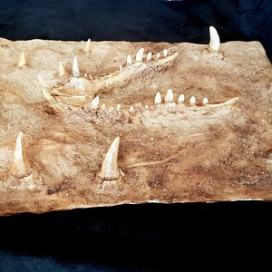 MEGARAPTOR TEETH JAW &quot;flat raised&quot; reproduction of a paleosol paleontology excavation with Megaraptor dinosaurs. Polyester resin.
