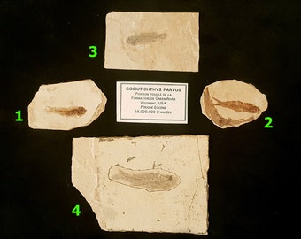 本物のナイティア魚化石：ワイオミング州グリーンリバー層、始新世