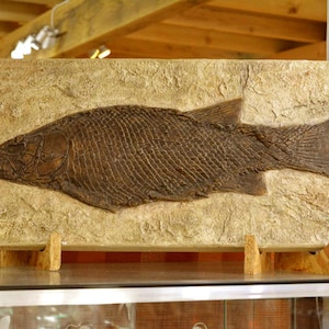 Fish LEPIDOTUS SP Switzerland Triassic 220 million years Fish length 58 cm (ref PMFS-313) cast from original, replica in acrylic resin.