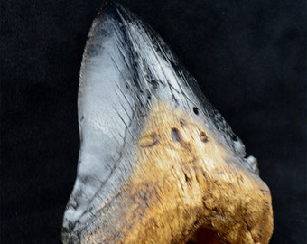 CARCHARODON megalodon TOOTH (facsimile cast acrylic resin replica) imprint on authentic fossil REF-E18