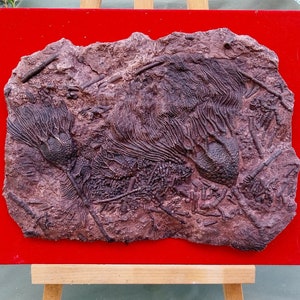 SYPHOCRINUS elegans crinoid plate -Replica Resin copy- Ordovician/Silurian. South Morocco- Sahara. Plate size 33/23 cm support 38/28