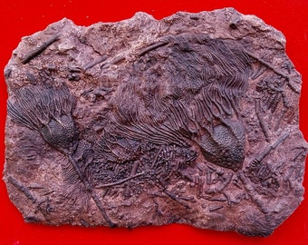 Crinoid plaque of Syphocrinus elegans - Resin replica - Ordovician/Silurian. Southern Morocco - Sahara. Plaque dimensions: 33 x 23 cm; base dimensions: 38 x 28 cm