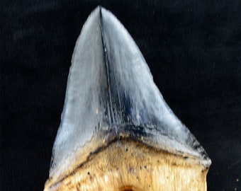 CARCHARODON MEGALODON colata dente FOSSILE C16 dente perfetto