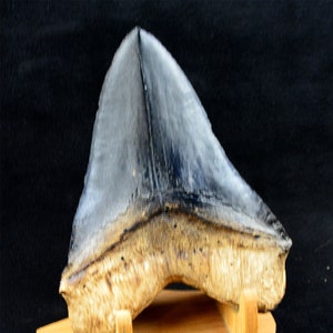CARCHARODON MEGALODON FOSSIL tooth cast C16 perfect tooth