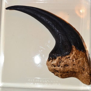 MEGARAPTOR Claw: Foot Claw - facsimile replica executed on the original by casting in acrylic resin