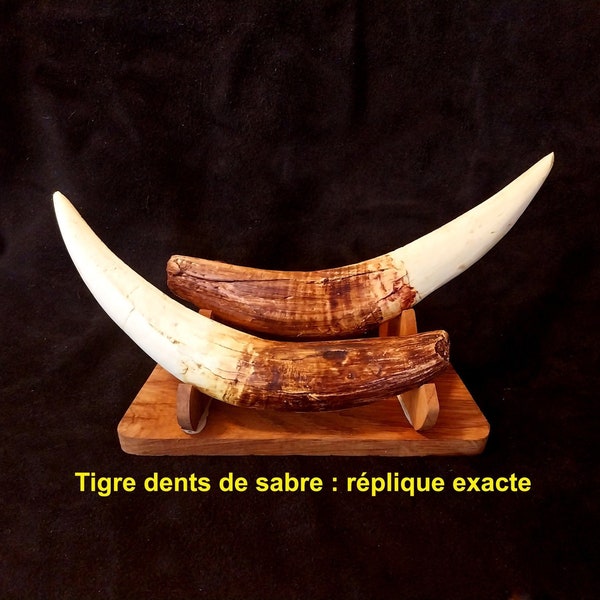 Paire de canine du Tigre à dents de sabre (Smilodon fatalis) Réplique Facsimilé moulage en résine acrylique sur original FOSSILE (PMFQ12)