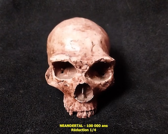 MINI-NEANDERTAL SKULL in acrylic resin. Reproduction (copy) scale 1/4 = 10 cm Faithful to the real Neanderthal skull La Ferrassie