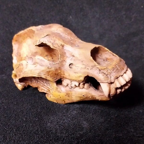 MINI-BEAR SKULL in polyester resin. Reproduction scale 1/4 = 10 cm Weight 120 grams. True to real Paleolithic Ursus spelaeus skull