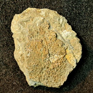 May include: A fossilized rock fragment with a textured surface. The rock has a light brown and tan color with a porous pattern. The fossil appears to be a piece of bone or other organic material.