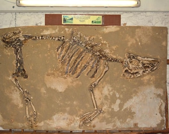 RHINOCEROS Tertiaire plaine de la Limagne. Squelette entier d'un ACEROTHERIUM gannatense. Reproduction sur l'authentique en résine polyester