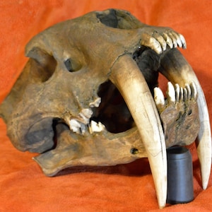 SABER-TOOTHED TIGER skull, Smilodon (Machairodus) fatalis. Polyester resin replica of the complete skull with jawbone for spectacular effect!