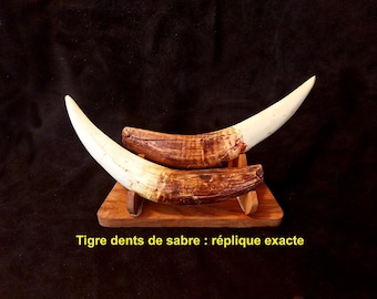 Pair of canines of the Saber-toothed Tiger (Smilodon fatalis) Replica Facsimile acrylic resin cast on original FOSSIL (PMFQ12)