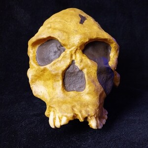 May include: A yellow and brown replica of a human skull. The skull is detailed with eye sockets, a nose, and teeth.