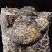 see more listings in the AUTHENTIC FOSSILS section