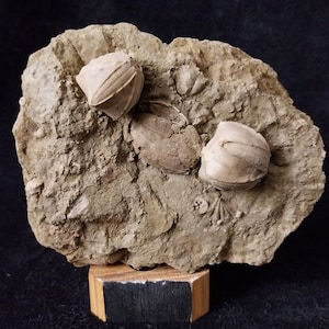May include: A close-up of a fossilized rock with three crinoid fossils embedded in the rock. The rock is a light brown color and the fossils are a light gray color.