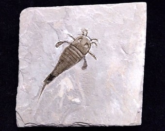 Authentischer EURYPTERUS-SKORPION, Eurypterus tetragonophthalmus Fischer, 1839 Obersilur – Ukraine Khmelnytskyi-Region. Gortsky-Boden