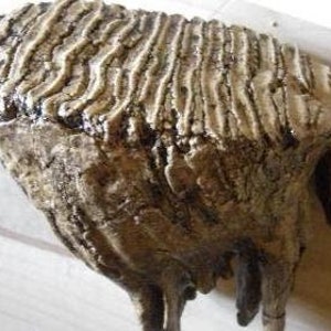 COPY of a molar of a woolly fossil proboscidean - juvenile molar - in acrylic resin Dim 17 cm weight 1.900 kg