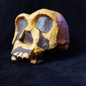 May include: A brown and yellow painted replica of a human skull. The skull has black painted eye sockets and a detailed nose and mouth.
