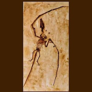 CAMPYLOGNATHOIDES liasicus -PTERODACTYLA- polyester resin replica from Holzmaden Germany -dim 67 x 34 cm-