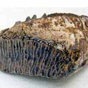 Molar of an adult woolly fossil proboscidian - reproduction in polyester resin