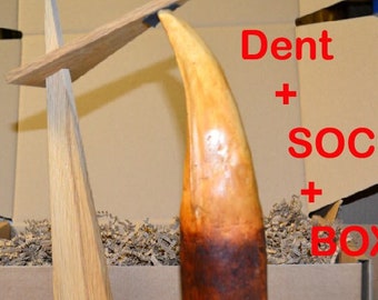 Canine tooth of T-REX 29 CM tyranosaurus replica in acrylic resin