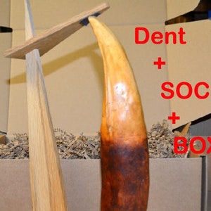 Canine tooth of T-REX 29 CM tyranosaurus replica in acrylic resin