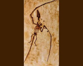 CAMPYLOGNATHOIDES liasicus -PTERODACTYLES- réplica en resina de poliéster de Holzmaden Alemania -dim 67 x 34 cm-