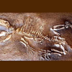 DIMETRODON complete skeleton - polyester resin replica casting - Dinosaur lived PERMIAN Period, Texas USA
