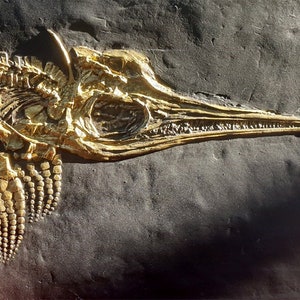 ICHTHYOSAURUS sp, juvenile FOSSIL Toarcian Holzmaden, Germany; facsimile replica cast on polyester resin (ref: ICHTHYO_2ARG/OR)