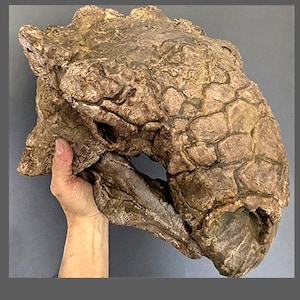 May include: A large, textured, brown sculpture of a prehistoric animal skull. The skull is held by a hand, showcasing its size and intricate details. The sculpture has a rough, weathered appearance.