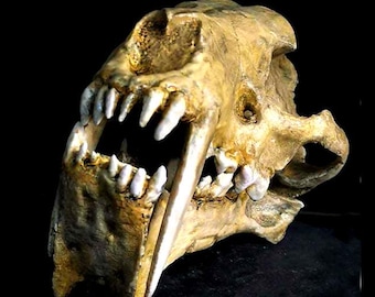 Cráneo fosilizado de HOPLOPHONEUS. El SMILODON real, reproducción a tamaño natural en resina bioplástica. Longitud 26 cm / 16 cm.
