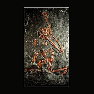 MOULAGE intégral d’ORÉOPITHÉCUS bambolii -sur matrice  résine acrylique fibrée- Dim. plaque : Haut 104cm Larg 61cm  épais 3,5cm  poids 20 kg