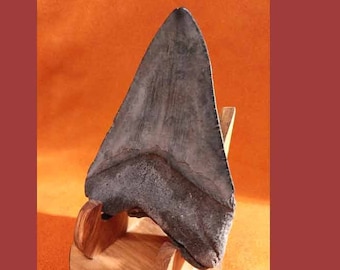 インドネシア・ジャワ島産メガロドンの歯の化石 - 本物の先史時代の