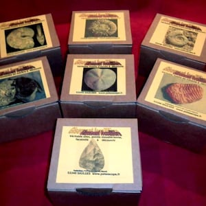 EXCAVATOR KIT to discover an authentic, high-quality fossil. Specimen sold with a certificate of authenticity and extraction kit.