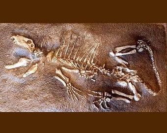 DIMETRODON komplettes Skelett - Polyesterharz-Replikaguss - Dinosaurier lebte im Perm, Texas, USA