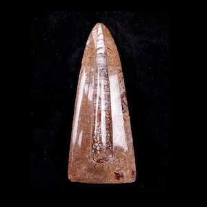 ORTHOCERAS TOTEM plaque Devonian of Erfoud Morocco Authentic fossil on marble rock matrix. REF_ORTO-1-