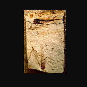 FOSSIL DAPALIS minutus 3 fish + Larch leaf. MANOSQUE Oligocene -25 million years - Authentic fossil + Certificate of Authenticity