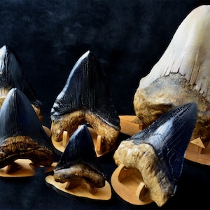 CARCHARODON MEGALODON - collection of 6 fossil SHARK teeth + 1 free tooth pendant (all are facsimile replicas)