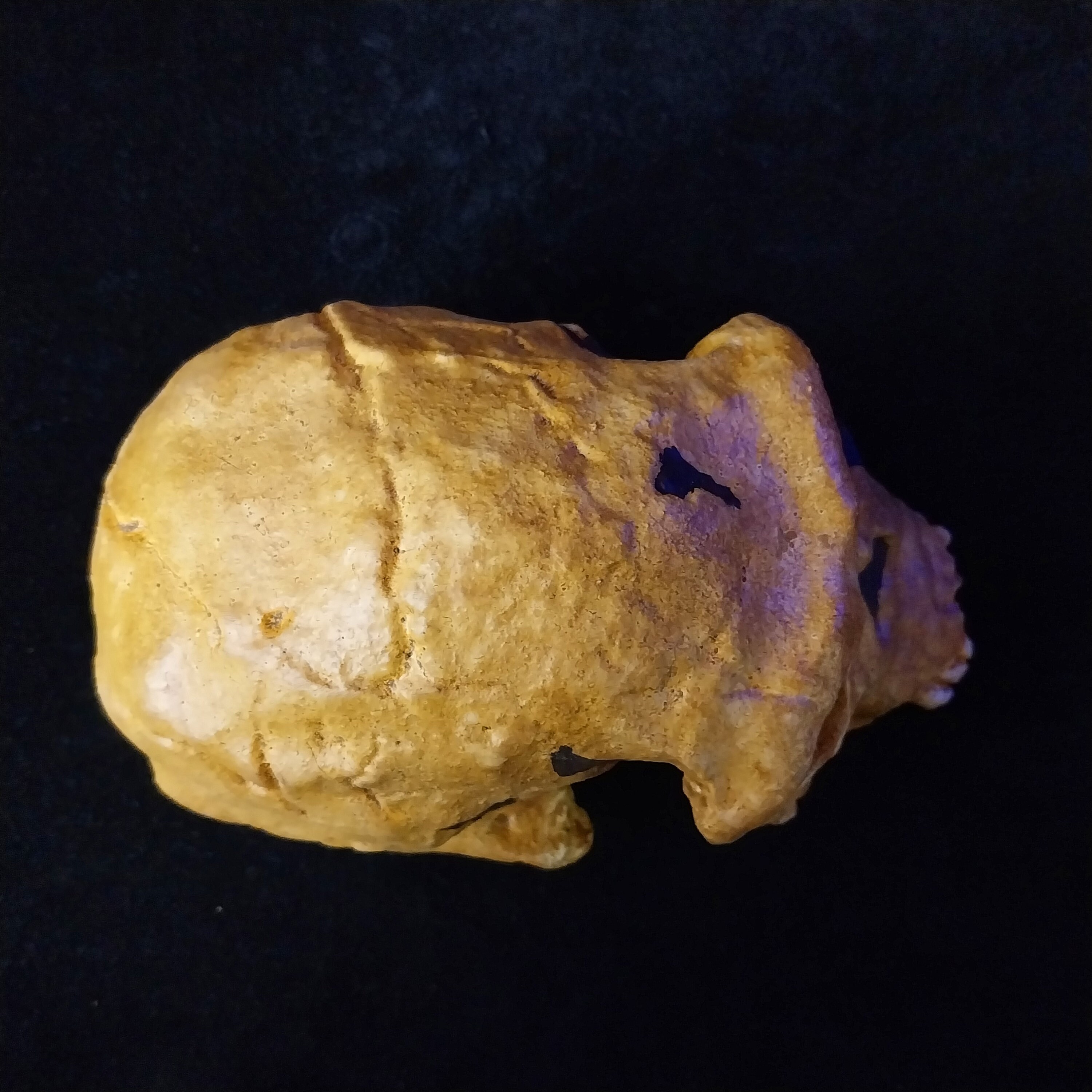 ホモ・ハビリスの頭蓋骨 実物大樹脂製複製 スケール1/1 - ホモ