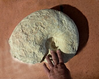 Giant Nautilus, Cenoceras or Paracenoceras (rumelangense), Callovian, Deux-Sèvres (Niort) - Bajocian-Callovian-Oxfordian system - Fossil, 35 kg