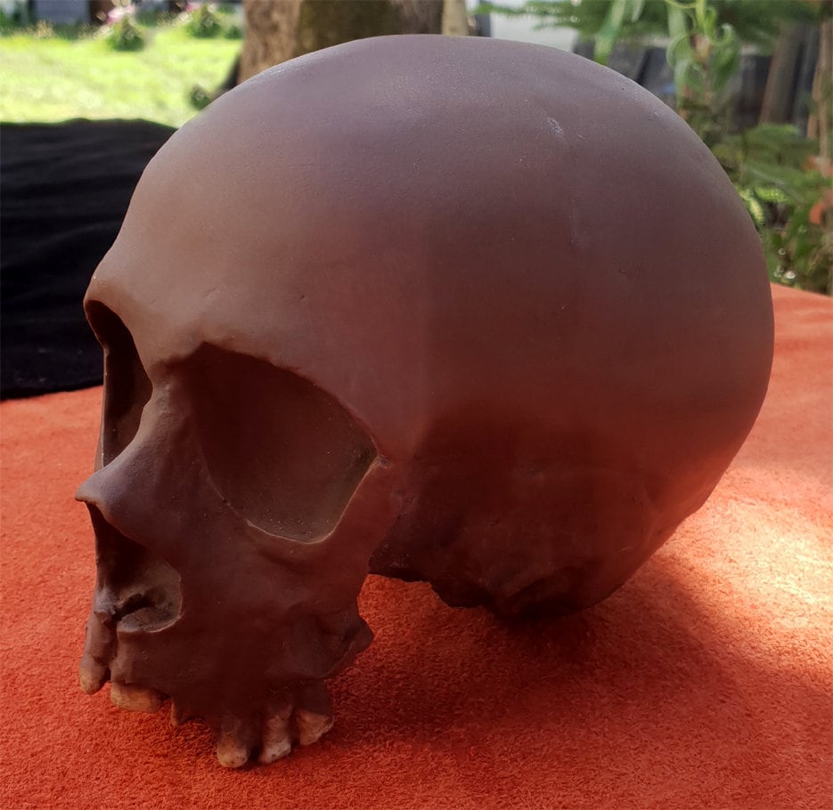 キナ18コレクションのネアンデルタール人の子供の頭蓋骨（約5歳