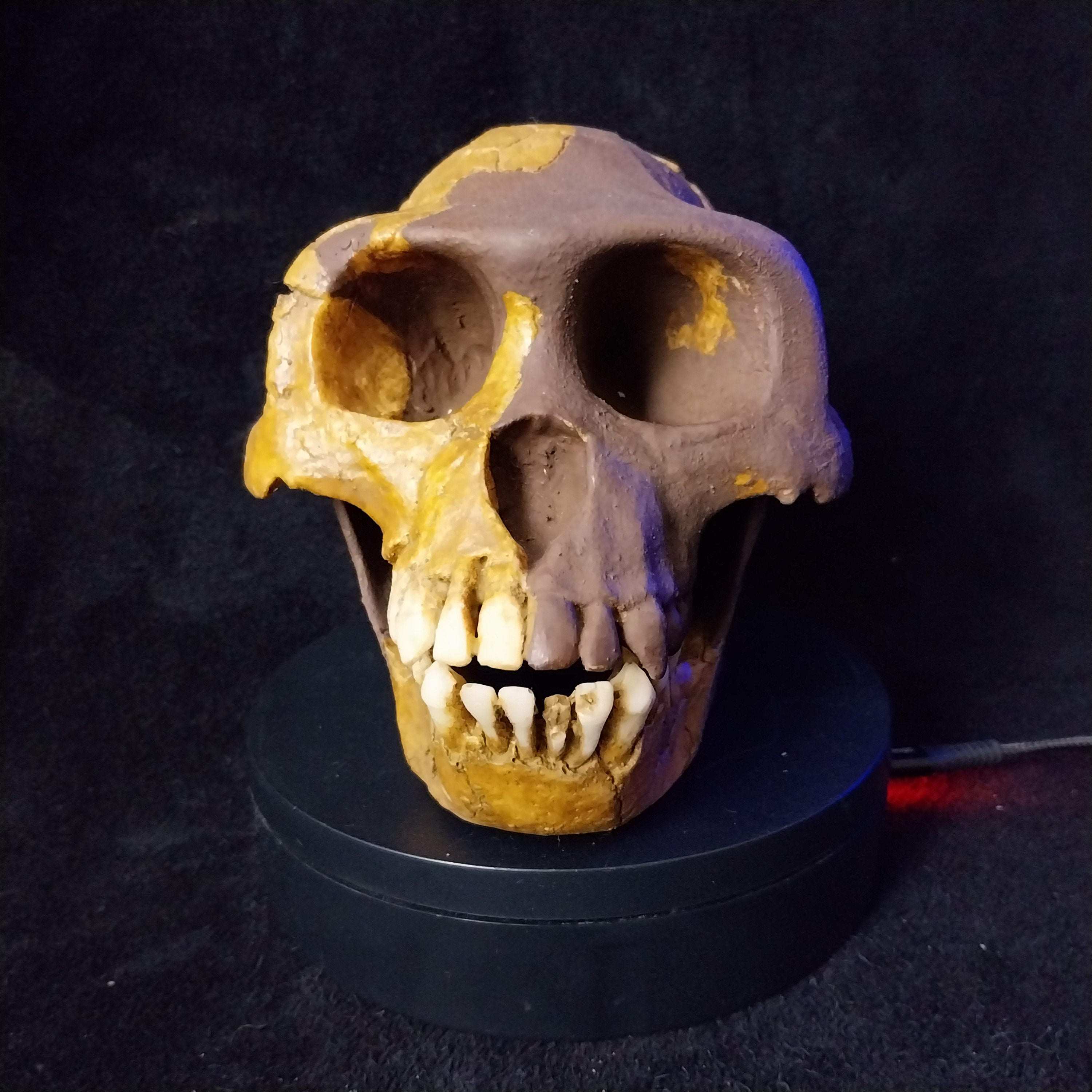 アルディピテクス・ラミドゥスの頭蓋骨レプリカ、ポリエステル樹脂製