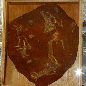 BURIAL of PIERRETTE (Neanderthal) from St CÉSAIRE (Charentes Maritimes) Exact reproduction of the Paleosol executed on the authentic burial