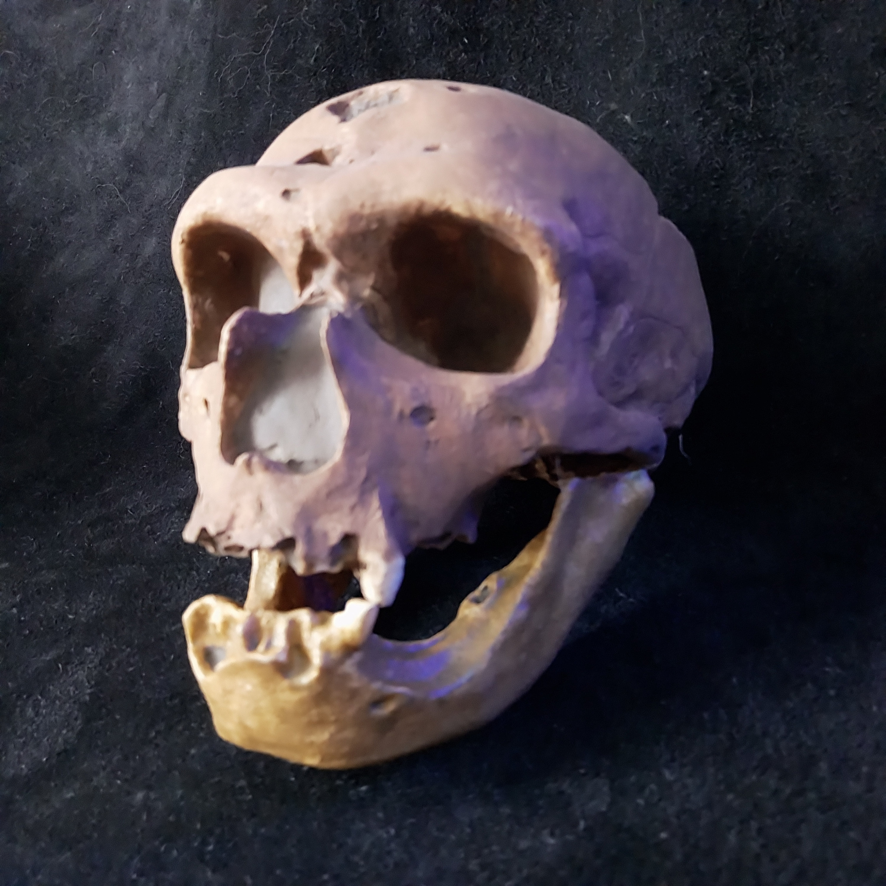 ネアンデルタール人の頭蓋骨（下顎付き）ラ・シャペル・オ・サン 1908