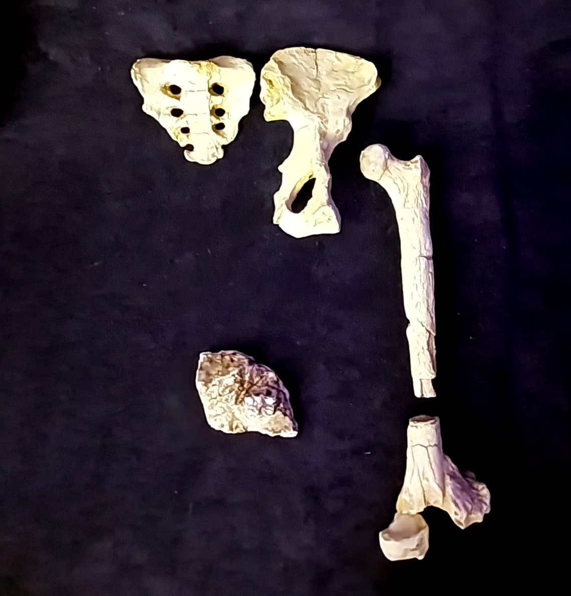 LUCY AUSTRALOPITHECUS Afarensis 3 Bones - Exact Replica of the Pelvic ...