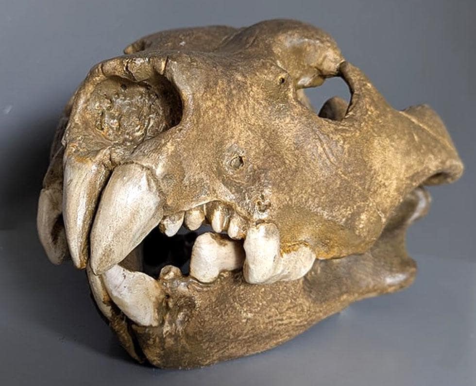 Gastroliths - Etsy 日本