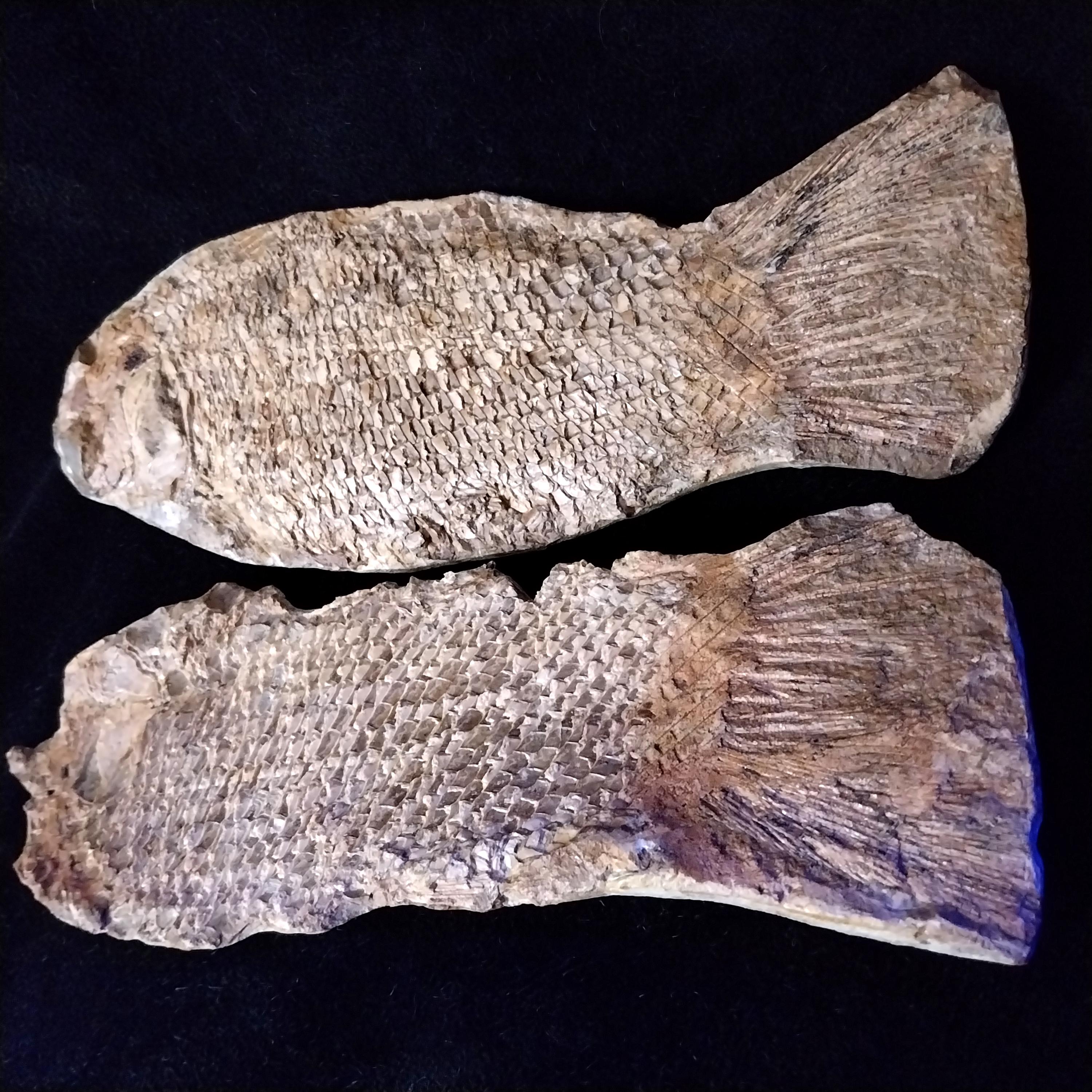 Nodule of Fossilized Fish From Brazil, Santana Formation; Species