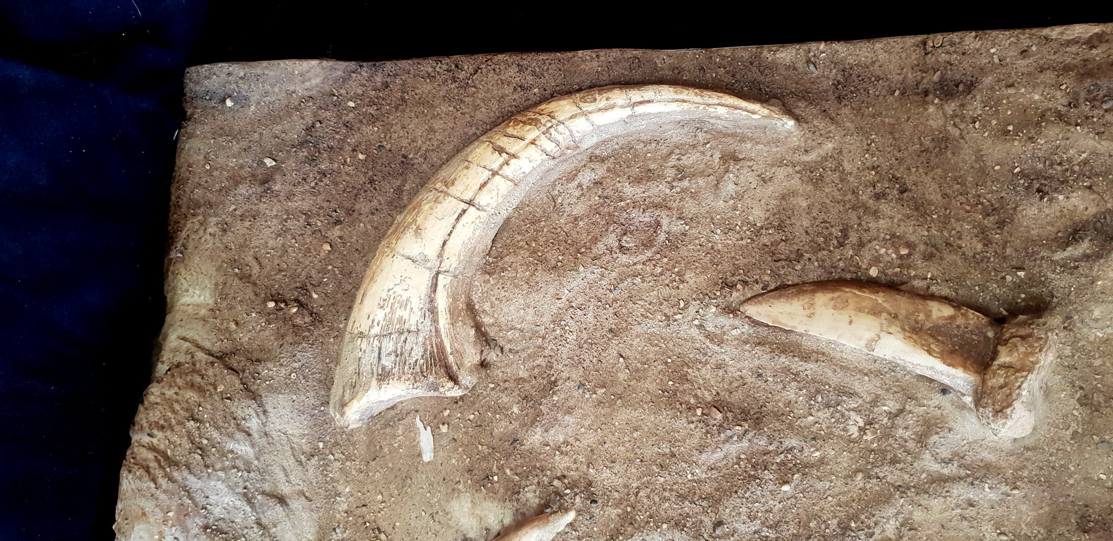 メガラプトルの爪と歯。メガラプトル恐竜の発掘現場から出土した古土壌